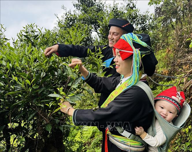 Đôi vợ chồng người Dao địu con đi hái chè Xuân trên đỉnh Tây Côn Lĩnh. Ảnh: Đức Thọ - TTXVN