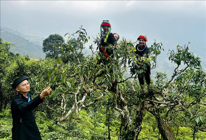 Đồng bào dân tộc Dao Hà Giang cheo leo hái chè trên những cây chè Shan tuyết cổ thụ hàng trăm năm tuổi. Ảnh: Đức Thọ - TTXVN