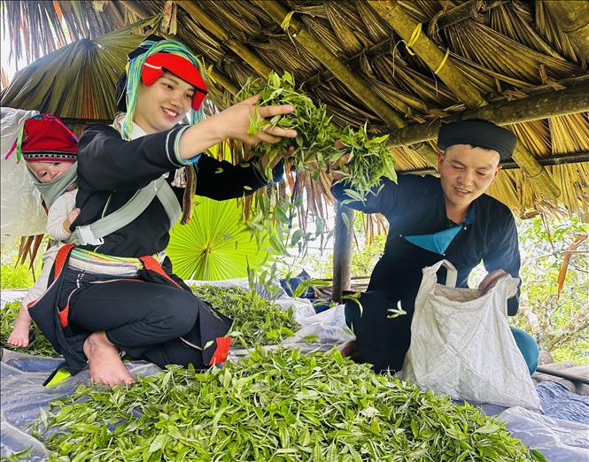 Những người hái chè Xuân trên đỉnh Tây Côn Lĩnh. Ảnh: Đức Thọ - TTXVN