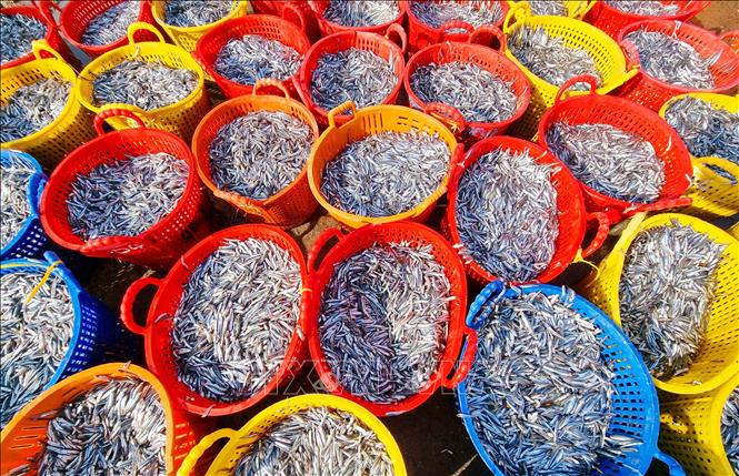 Cá cơm tươi được tập kết tại Cảng cá Mỹ Tân ở xã Thanh Hải (Ninh Hải, Ninh Thuận) để đưa đi tiêu thụ. Ảnh: Nguyễn Thành – TTXVN