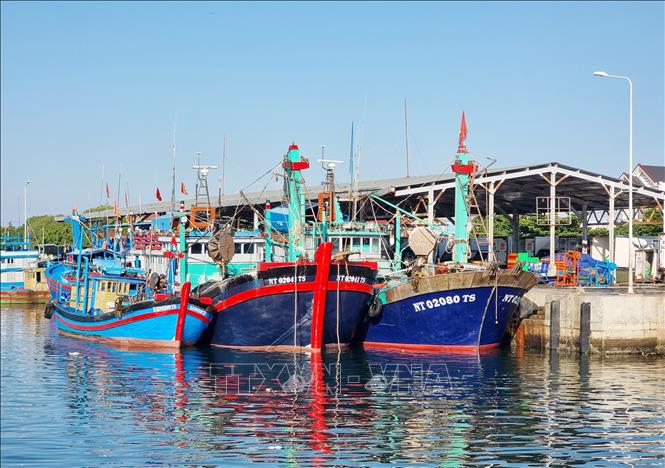 Tàu cá ngư dân cập cảng Mỹ Tân, xã Thanh Hải (Ninh Hải, Ninh Thuận). Ảnh: Nguyễn Thành – TTXVN