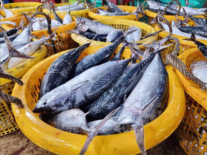 Cá ngừ được tập kết tại cảng cá Đông Hải (thành phố Phan Rang - Tháp Chàm) để đưa đi tiêu thụ. Ảnh: Nguyễn Thành - TTXVN