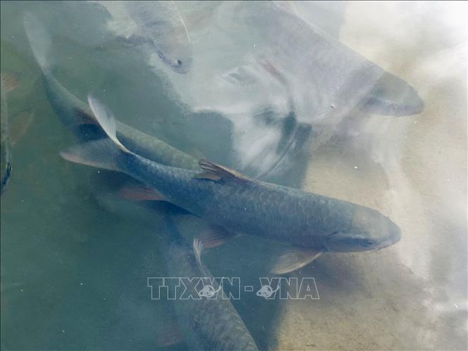 Mô hình nuôi cá bỗng trên đỉnh Tây Côn Lĩnh (Hà Giang). Ảnh: Đức Thọ - TTXVN