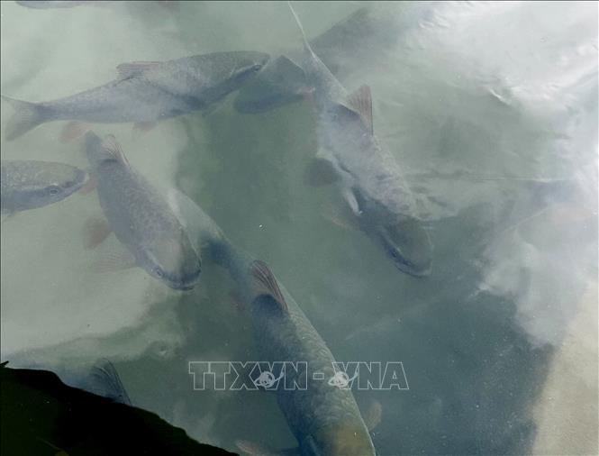 Mô hình nuôi cá bỗng trên đỉnh Tây Côn Lĩnh (Hà Giang). Ảnh: Đức Thọ - TTXVN