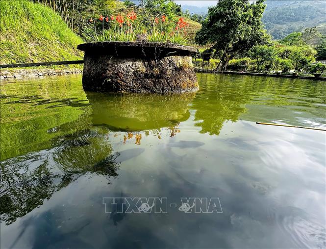 Mô hình nuôi cá bỗng trên đỉnh Tây Côn Lĩnh (Hà Giang). Ảnh: Đức Thọ - TTXVN 