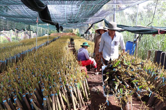 Nhà vườn huyện Chợ Lách vận chuyển cây giống sầu riêng đi tiêu thụ. Ảnh: Công Trí-TTXVN   