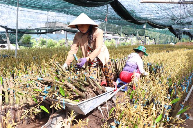 Nhà vườn huyện Chợ Lách vận chuyển cây giống sầu riêng đi tiêu thụ. Ảnh: Công Trí-TTXVN   