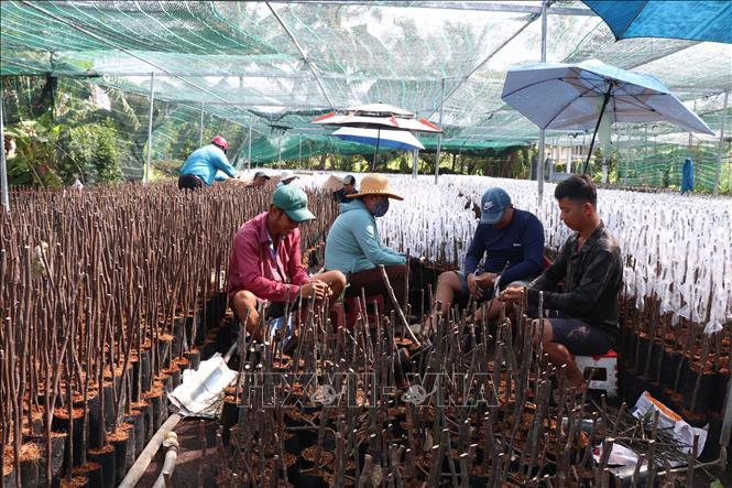 Nhà vườn huyện Chợ Lách sản xuất giống mít cung cấp cho thị trường. Ảnh: Công Trí-TTXVN   