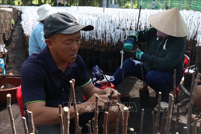 Nhà vườn huyện Chợ Lách sản xuất giống mít cung cấp cho thị trường. Ảnh: Công Trí-TTXVN   