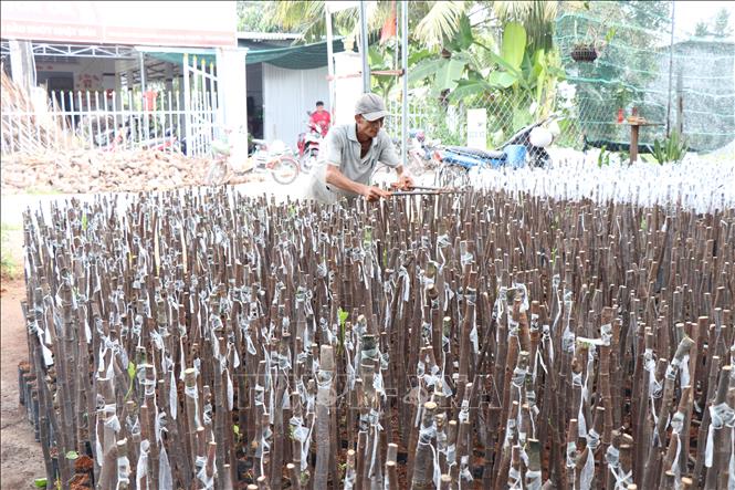 Nhà vườn huyện Chợ Lách, tỉnh Bến Tre sản xuất giống mít cung cấp cho thị trường. Ảnh: Công Trí-TTXVN   