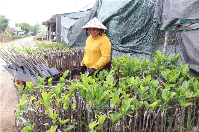 Cây giống mít ruột đỏ được tiêu thụ mạnh. Ảnh: Công Trí-TTXVN  