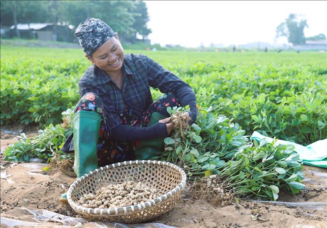 Nông dân huyện Diễn Châu (Nghệ An) thu hoạch củ lạc tươi tại chân ruộng. Ảnh: Xuân Tiến - TTXVN 