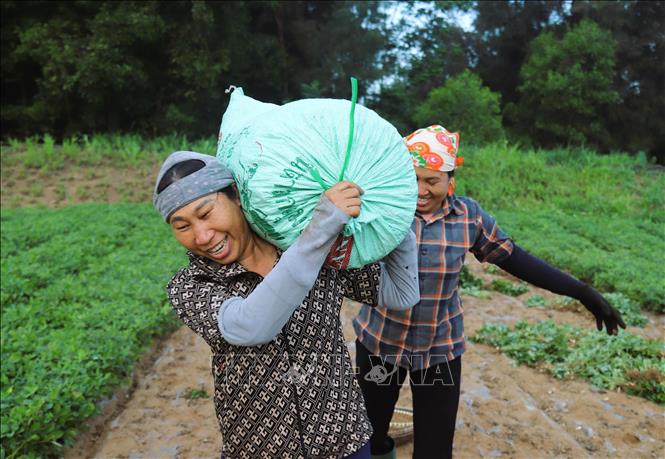 Nông dân đưa những bao tải chứa củ lạc tươi khỏi những diện tích ruộng. Ảnh: Xuân Tiến - TTXVN 