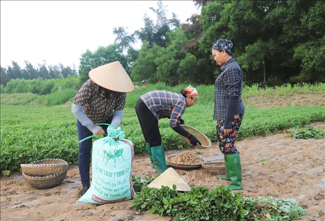 Đóng củ lạc tươi vào bao tải để vận chuyển khỏi ruộng trồng. Ảnh: Xuân Tiến - TTXVN 