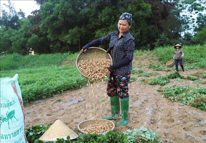 Nông dân thực hiện loại bỏ những củ lạc lép, hỏng và lượng cát dính trên vỏ của củ lạc tươi. Ảnh: Xuân Tiến - TTXVN   