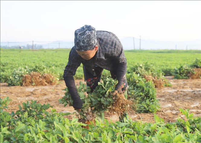 Nông dân xã Diễn Thịnh (huyện Diễn Châu, tỉnh Nghệ An) nhổ lạc. Ảnh: Xuân Tiến - TTXVN 