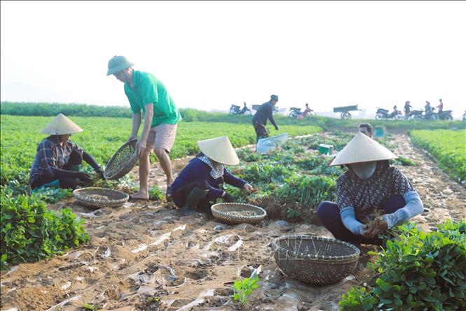 Nông dân huyện Diễn Châu (Nghệ An) thường giúp nhau đổi công thu hoạch lạc cho nhau để công việc được nhanh. Ảnh: Xuân Tiến - TTXVN 