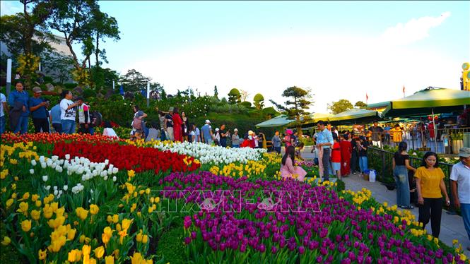 Vườn tulip hoa rực rỡ sắc màu trên núi Bà Đen thu hút đông đảo du khách đến tham quan, chụp ảnh và tận hưởng không khí trong lành. Ảnh: Minh Phú - TTXVN