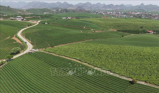 Đồi chè trên cao nguyên Mộc Châu, tỉnh Sơn La. Ảnh: TTXVN phát