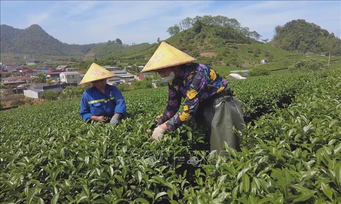 Thu hoạch vụ chè xuân ở Mộc Châu (Sơn La). Ảnh: TTXVN phát