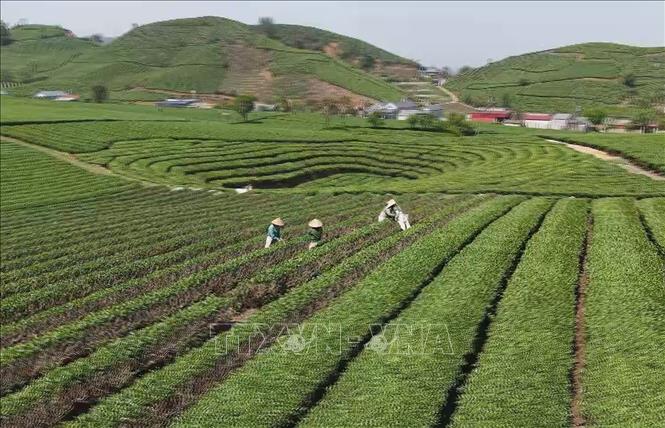 Thu hoạch vụ chè xuân đầu tiên trong năm ở Mộc Châu, tỉnh Sơn La. Ảnh: TTXVN phát 