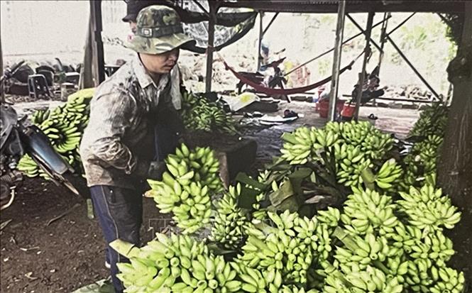 Nông dân thu hoạch chuối phục vụ xuất khẩu. Ảnh: Hồng Nhung - TTXVN