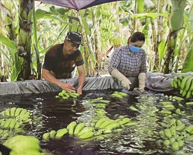 Sơ chế chuối sau khi thu hoạch. Ảnh: Hồng Nhung - TTXVN
