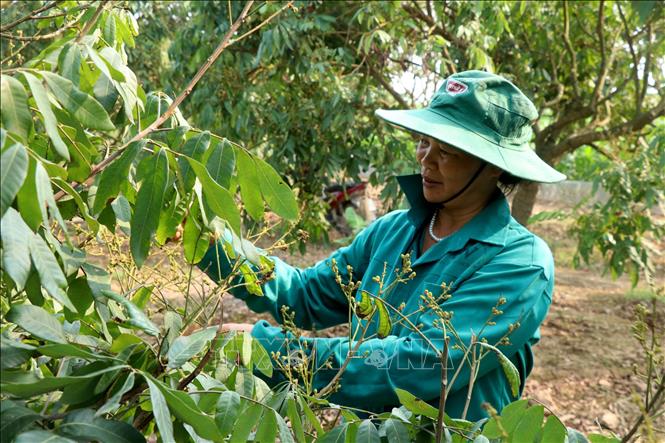 Vùng bãi bồi xã Tân Hưng, thành phố Hưng Yên hình thành những vườn cây ăn quả đặc sản. Ảnh: Đinh Văn Nhiều-TTXVN