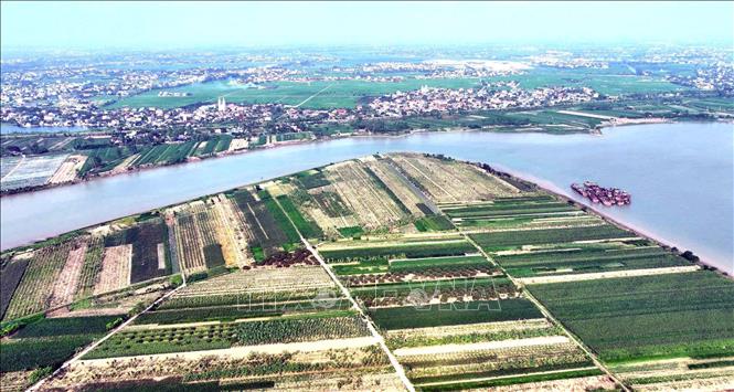 Vùng sản xuất nông nghiệp tập trung ven sông Hồng, thuộc xã Tân Hưng, thành phố Hưng Yên. Ảnh: Đinh Văn Nhiều-TTXVN