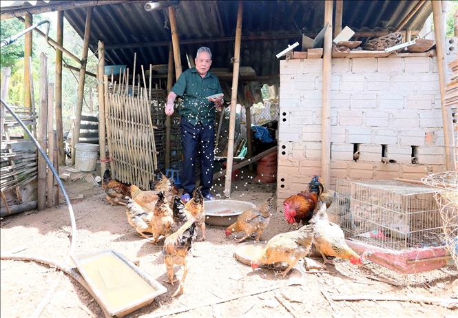 Ông Hoàng Văn Tiện chăm sóc đàn gia cầm của gia đình. Ảnh: Quang Quyết - TTXVN