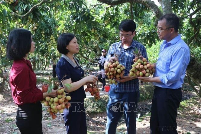 Đại diện doanh nghiệp Nhật Bản là Tập đoàn Aeon – Tập đoàn bán lẻ hàng đầu Nhật Bản về thăm vùng vải Thanh Hà (Hải Dương) và cho biết sẽ tích cực giới thiệu, quảng bá, tiêu thụ vải tới người dân Nhật Bản nhiều hơn trong thời gian tới (1/6/2023). Ảnh: Mạnh Minh - TTXVN