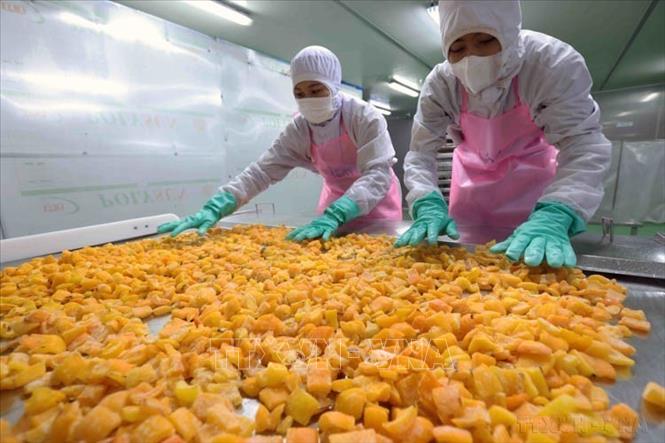 Công ty TNHH Agriex ở khu công nghiệp Phú Hội, huyện Đức Trọng (Lâm Đồng) là doanh nghiệp chế biến nông sản xuất khẩu 100% vốn Nhật Bản. Ảnh: Vũ Sinh - TTXVN