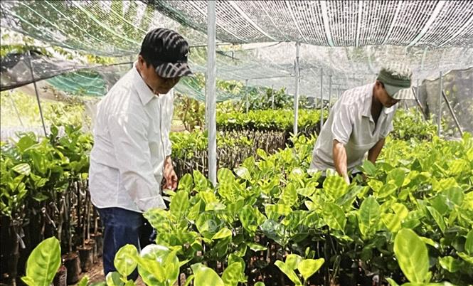 Chăm sóc cây giống sau khi nhân giống hiệu quả. Ảnh: Hồng Nhung - TTXVN