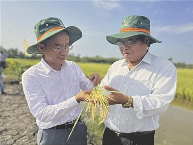 Ông Nguyễn Quốc Phong (trái) - Phó Tổng Giám đốc Công ty Cổ phần Giống cây trồng miền Nam giới thiệu giống lúa lai KCR01-1 với ưu điểm giảm lượng giống gieo sạ và chịu mặn lên đến 5 phần ngàn, thích hợp sản xuất ở các tỉnh ven biển. Ảnh: Hồng Nhung - TTXVN