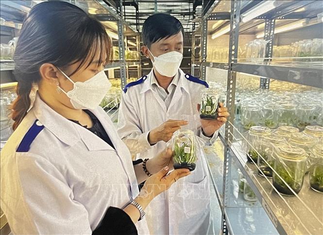 Chăm sóc phôi giống trong quá trình lai tạo. Ảnh: Hồng Nhung - TTXVN
