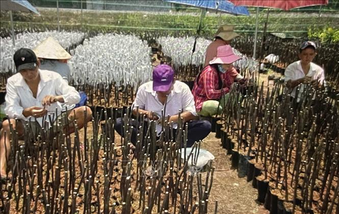 Công nhân chiết cành nhân giống tại huyện Chợ Lách, Bến Tre. Ảnh: Hồng Nhung - TTXVN