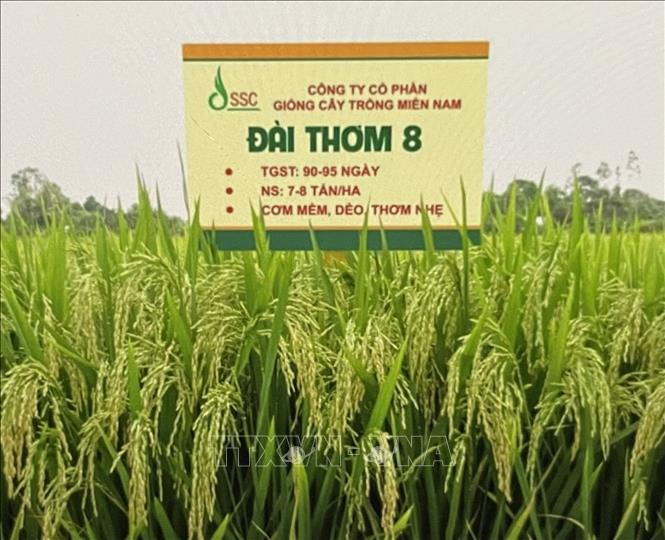 Giống lúa Đài Thơm 8. Ảnh: Hồng Nhung - TTXVN