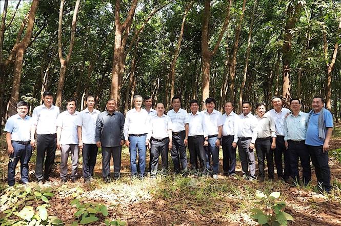 Đại sứ Việt Nam tại Campuchia Nguyễn Minh Vũ cùng đoàn công tác thăm vườn cây cao su công ty Tân Biên Kampong Thom. Ảnh: Quang Anh - PV TTXVN tại Campuchia