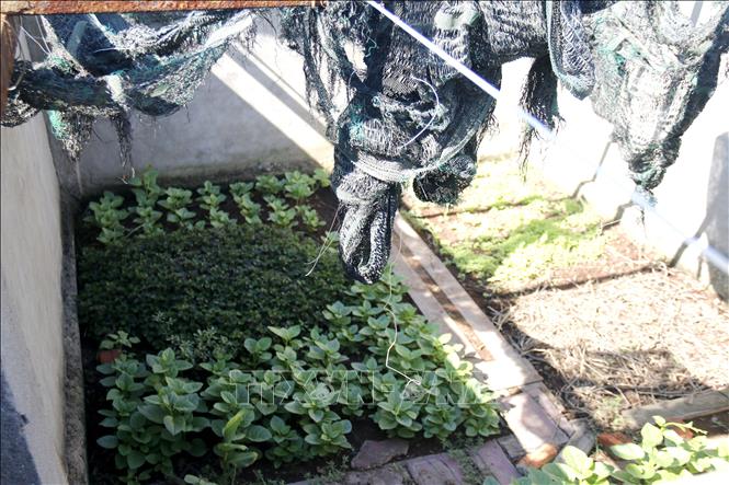 Do thời tiết khắc nghiệt nên vườn rau trên đảo phải che chắn kiên cố, tránh gió và hơi nước mặn, đất trồng rau cũng phải mang từ đất liền ra. Ảnh:Nguyễn Thanh - TTXVN