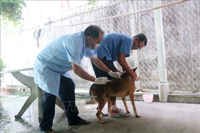 Cán bộ thú y quận Ô Môn tiêm phòng cho chó nuôi tại nhà người dân ở phường Châu Văn Liêm. Ảnh: Thu Hiền - TTXVN