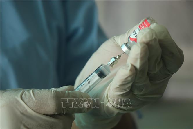 Năm 2025, Cần Thơ triển khai 2 đợt chính tiêm phòng vaccine cho gia súc. Ảnh: Thu Hiền - TTXVN