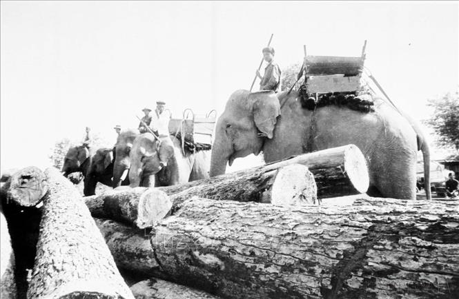 Voi Tây Nguyên tham gia vận chuyển gỗ cho chiến dịch (1975). Ảnh: Xuân Vi - TTXVN