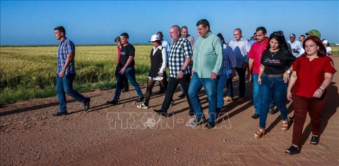 Trong chuyến thị sát tỉnh cực Tây Pinar del Río cùng ngày, Thủ tướng Marrero Cruz đã thăm dự án hợp tác trồng lúa với Việt Nam và nghe báo cáo về tiến độ triển khai mô hình thí điểm quy mô lớn tại huyện Palacios. Ảnh: TTXVN phát