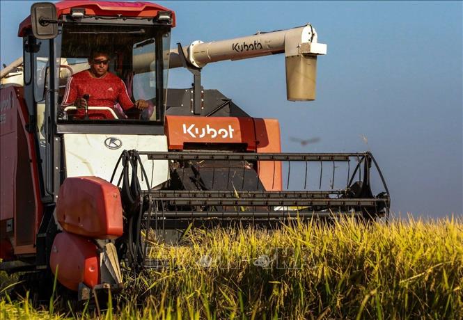 Cuba đã ghi nhận những kết quả ấn tượng từ dự án này khi năng suất đạt trên 6 tấn/ha ngay từ vụ thu hoạch đầu tiên. Đến nay, 870 ha lúa đã được gieo trồng cùng 165 ha đang chuẩn bị xuống giống. Ảnh: TTXVN phát
