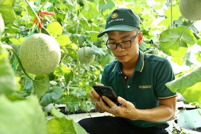 Mô hình nông nghiệp công nghệ cao tại Hà Nam Hightech ứng dụng hệ thống công nghệ nhà màng, điều khiển lưu lượng tưới, dinh dưỡng qua smartphone. Ảnh: Minh Quyết – TTXVN