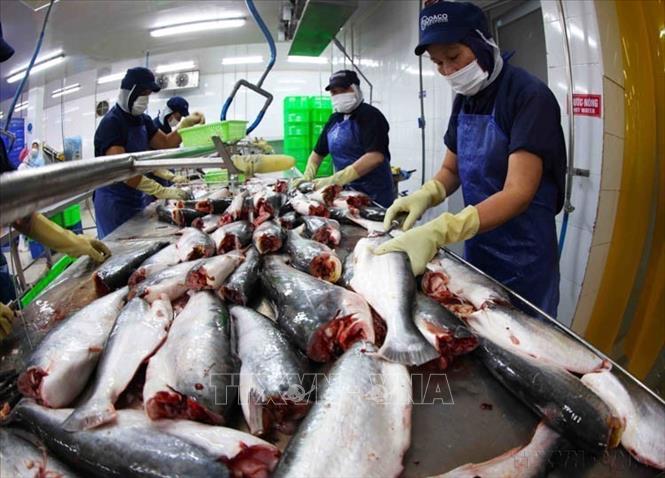 Công nhân chế biến cá tra nguyên con xuất khẩu ở nhà máy của Công ty CP Chế biến thuỷ sản Gò Đàng khu công nghiệp Mỹ Tho, thành phố Mỹ Tho, tỉnh Tiền Giang. Ảnh: Vũ Sinh – TTXVN
