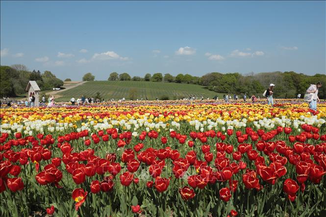Cánh đồng hoa đầy màu sắc tại Lễ hội hoa Tulip Tulleys Sussex 2025. Ảnh: Hữu Tiến - PV TTXVN tại Anh