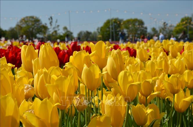 Những bông hoa Tulip vàng rực rỡ tại Lễ hội hoa Tulip Tulleys Sussex 2025. Ảnh: Hữu Tiến - PV TTXVN tại Anh
