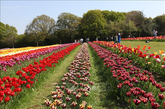 Những luống hoa nhiều sắc màu tại Lễ hội hoa Tulip Tulleys Sussex 2025. Ảnh: Minh Hợp - PV TTXVN tại Anh