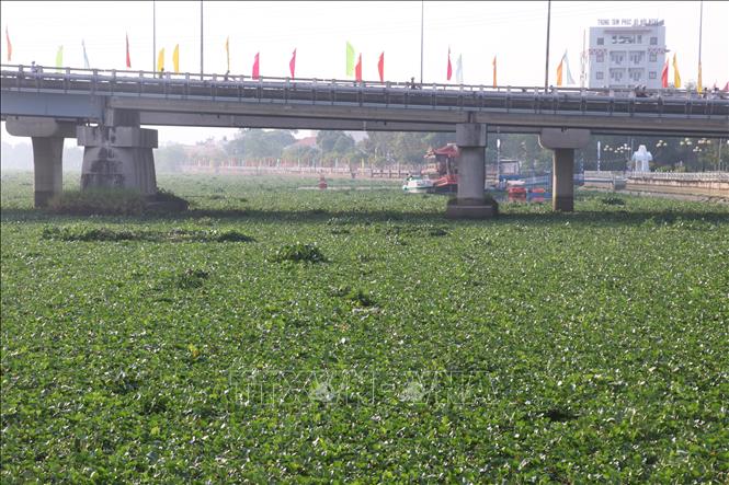 Lục bình phủ dày đặc trên sông Vàm Cỏ Tây đoạn qua thành phố Tân An, tỉnh Long An. Ảnh: Bùi Giang - TTXVN